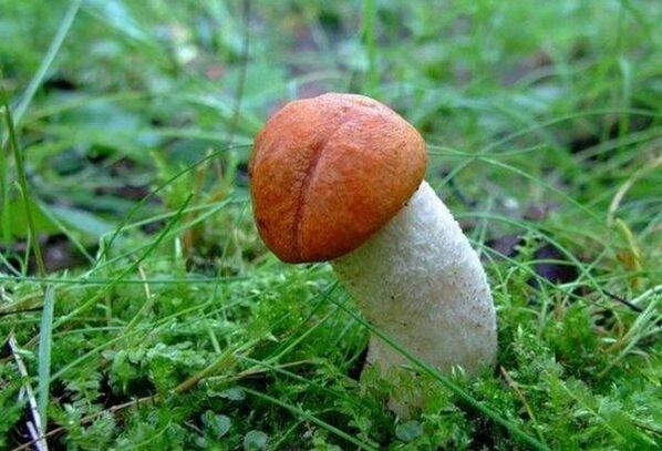 houba symbolizuje zvětšenou hlavu penisu